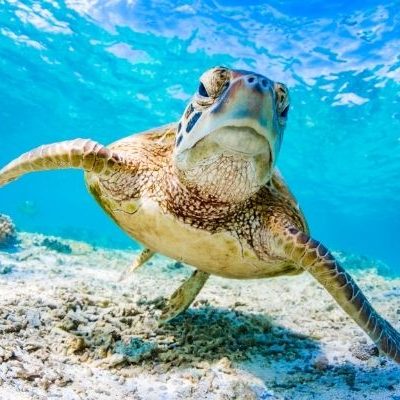 Best Ocean Charities best ocean charities