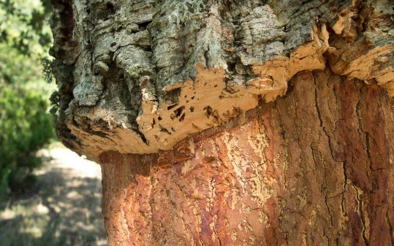 cork being harvested
