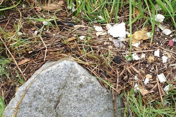 styrofoam in the environment